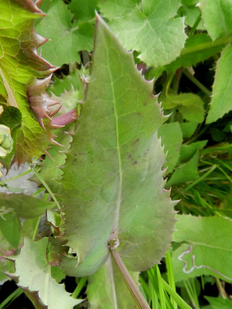 Sonchus oleraceus / Grespino comune